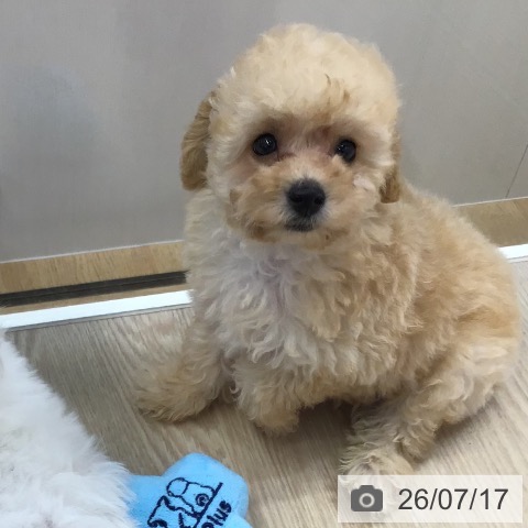 沖縄県のトイプードル(トイ) (ペットプラス 沖縄ライカム店/2026年5月15日生まれ/男の子/クリーム)の子犬の3枚目の画像