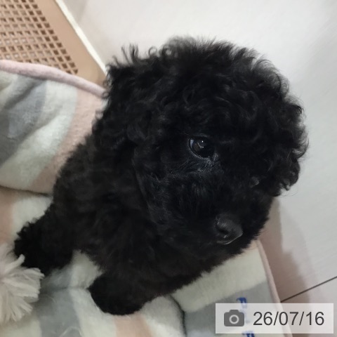 埼玉県のトイプードル(トイ) (ペットプラス 所沢店/2026年5月15日生まれ/女の子/ブラック)の子犬の4枚目の画像