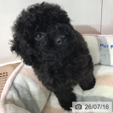 埼玉県のトイプードル(トイ) (ペットプラス 所沢店/2026年5月15日生まれ/女の子/ブラック)の子犬の3枚目の画像