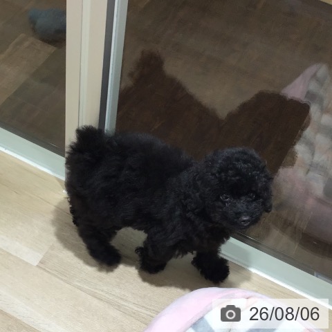 埼玉県のトイプードル(トイ) (ペットプラス 所沢店/2026年5月15日生まれ/女の子/ブラック)の子犬の3枚目の画像