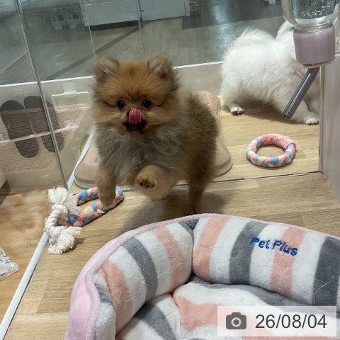 福岡県のポメラニアン (ペットプラス 小倉南店/2026年5月11日生まれ/女の子/ウルフセーブル)の子犬の3枚目の画像