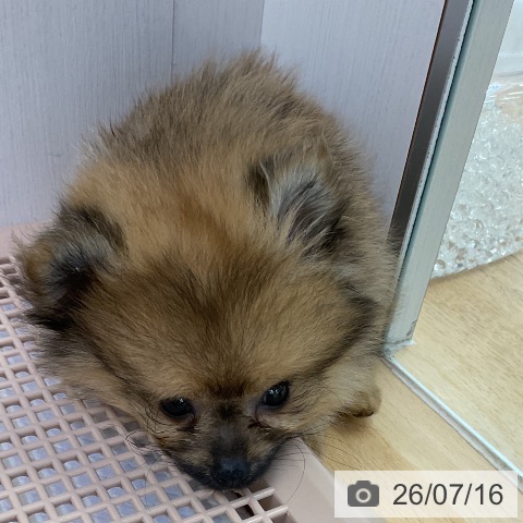 ポメラニアンの写真