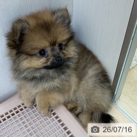 ポメラニアンの写真