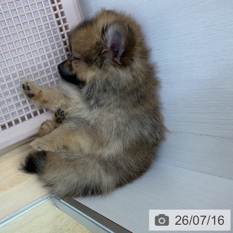 ポメラニアンの写真
