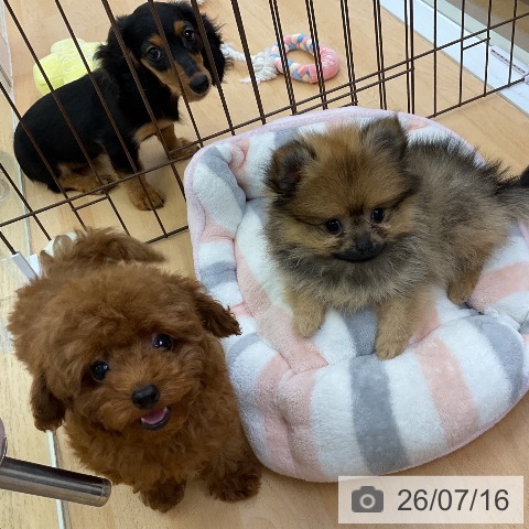 ポメラニアンの写真
