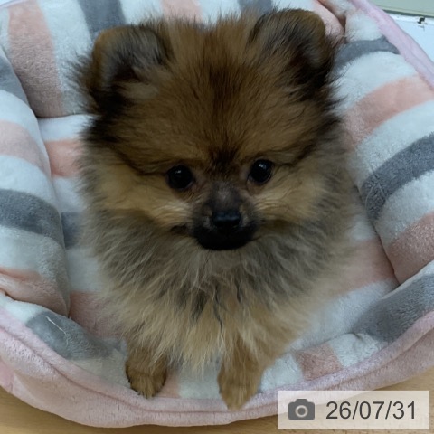 福岡県のポメラニアン (ペットプラス 福岡店/2026年5月11日生まれ/女の子/ウルフセーブル)の子犬の4枚目の画像