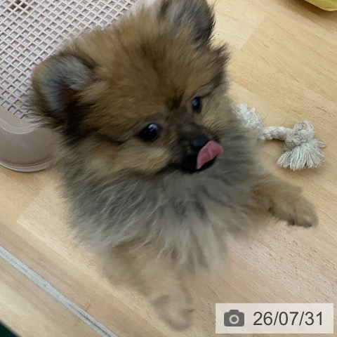 福岡県のポメラニアン (ペットプラス 福岡店/2026年5月11日生まれ/女の子/ウルフセーブル)の子犬の3枚目の画像