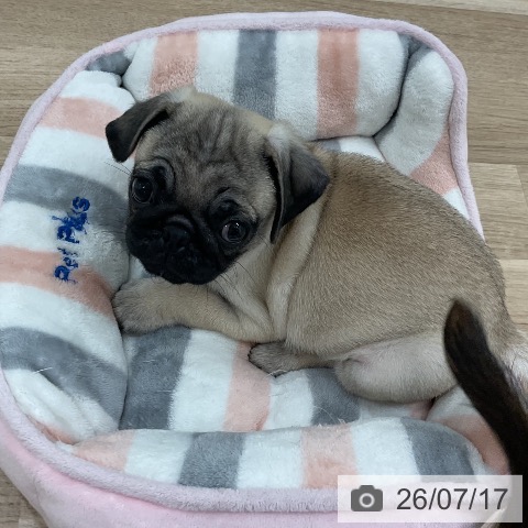 パグの写真