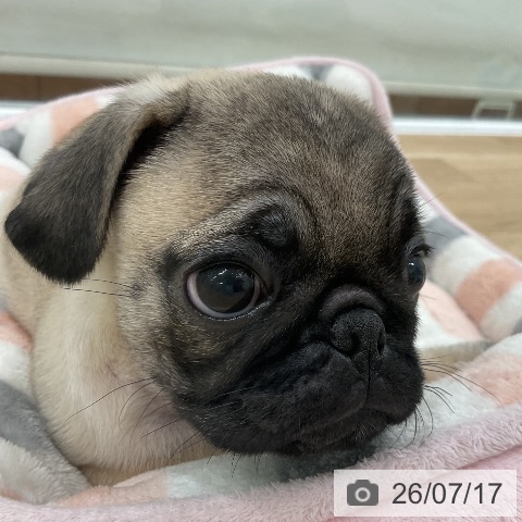 パグの写真