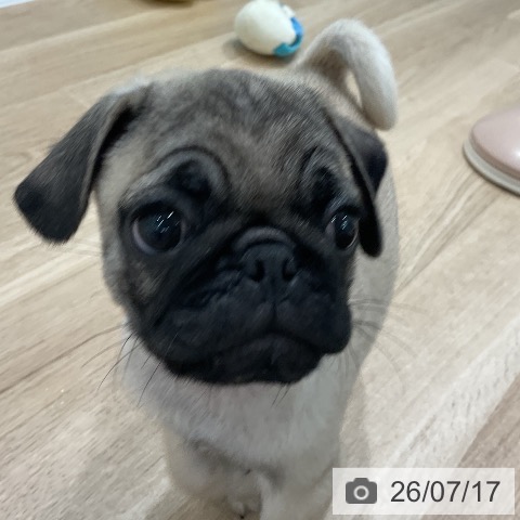 パグの写真