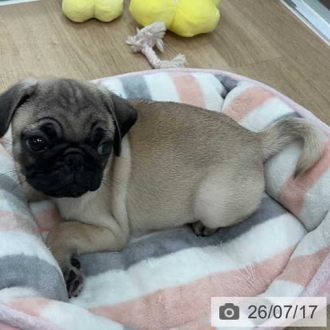 パグの写真