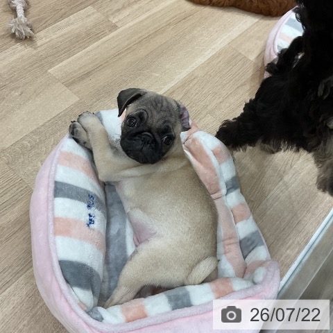 福岡県のパグ (ペットプラス 八幡東店/2026年5月14日生まれ/男の子/フォーン)の子犬の3枚目の画像