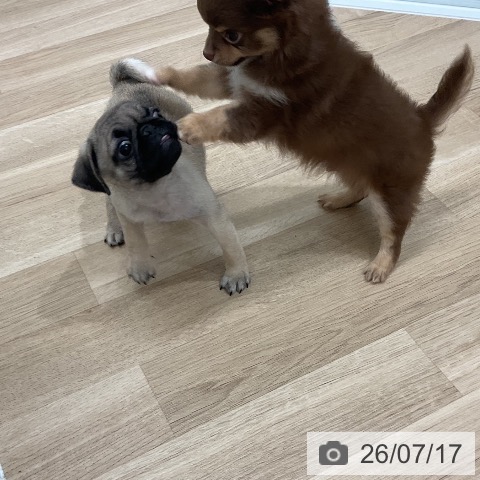 パグの写真