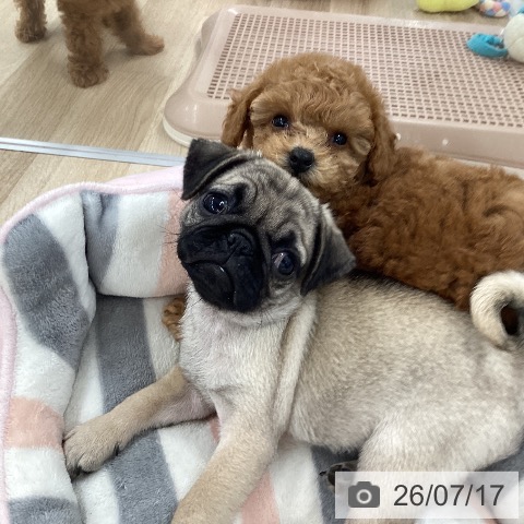 パグの写真