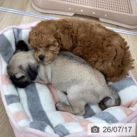パグの写真