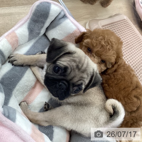 パグの写真