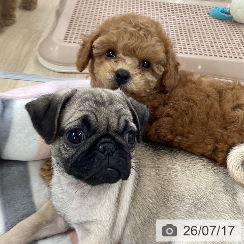 パグの写真