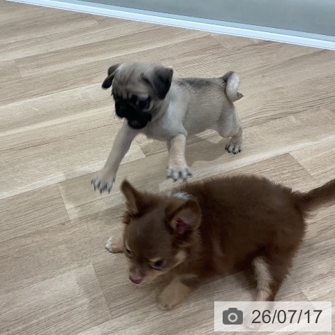 パグの写真