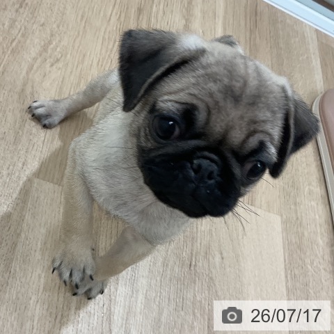 パグの写真