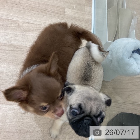パグの写真