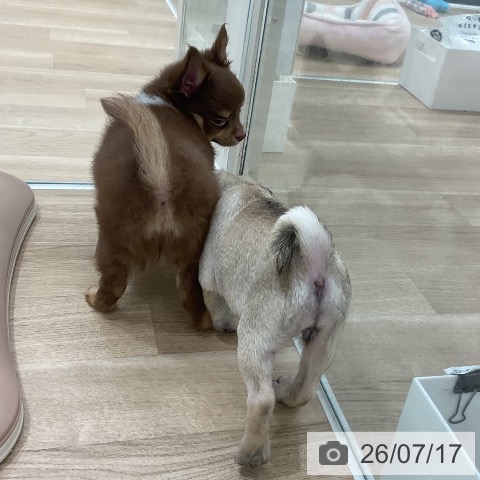 パグの写真