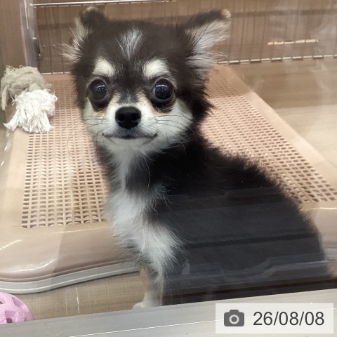 チワワの写真