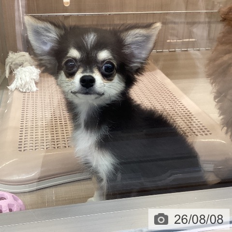チワワの写真