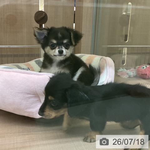 神奈川県のチワワ(ロング) (ペッツワン 横須賀久里浜店/2026年5月6日生まれ/男の子/ブラックタンホワイト)の子犬の4枚目の画像