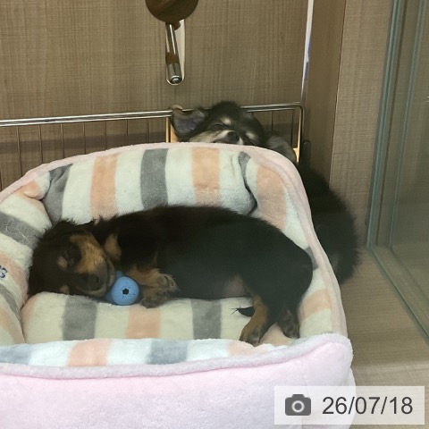 神奈川県のチワワ(ロング) (ペッツワン 横須賀久里浜店/2026年5月6日生まれ/男の子/ブラックタンホワイト)の子犬の3枚目の画像