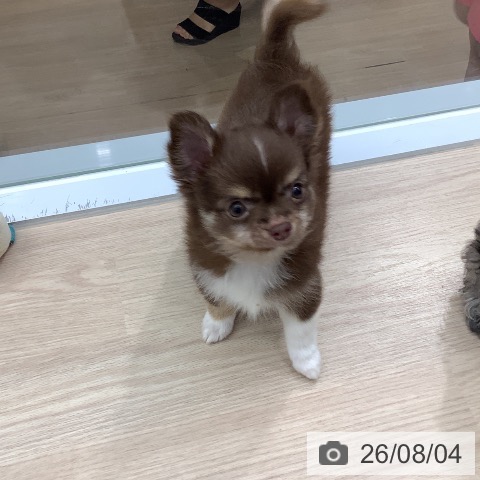 チワワの写真