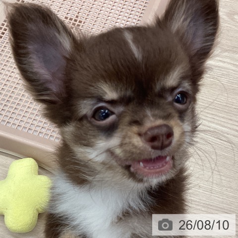 チワワの写真