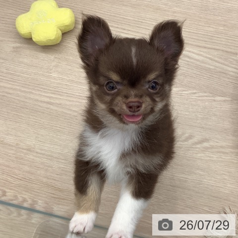 埼玉県のチワワ(ロング) (ペットプラス 川口店/2026年5月14日生まれ/男の子/チョコレートホワイトタン)の子犬の4枚目の画像