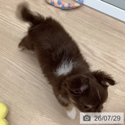 埼玉県のチワワ(ロング) (ペットプラス 川口店/2026年5月14日生まれ/男の子/チョコレートホワイトタン)の子犬の3枚目の画像