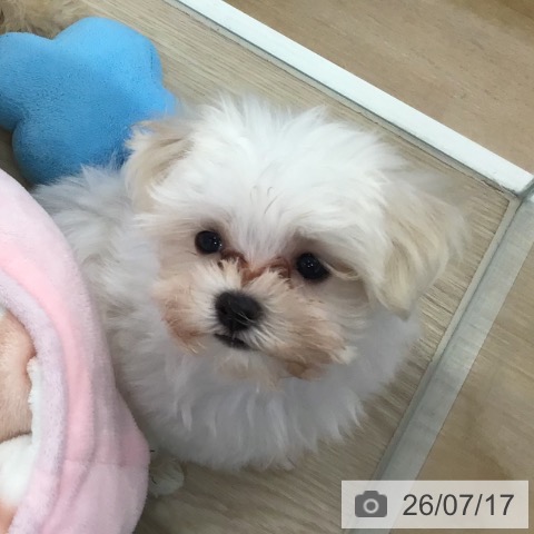 沖縄県のマルチーズ (ペットプラス 沖縄ライカム店/2026年5月15日生まれ/男の子/ホワイト)の子犬の4枚目の画像