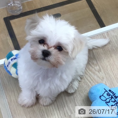 沖縄県のマルチーズ (ペットプラス 沖縄ライカム店/2026年5月15日生まれ/男の子/ホワイト)の子犬の3枚目の画像