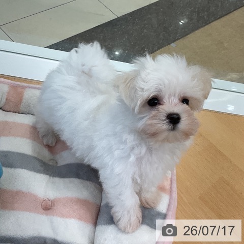 マルチーズの写真