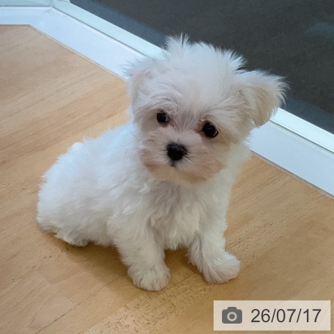 マルチーズの写真