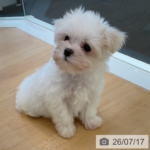 マルチーズの写真