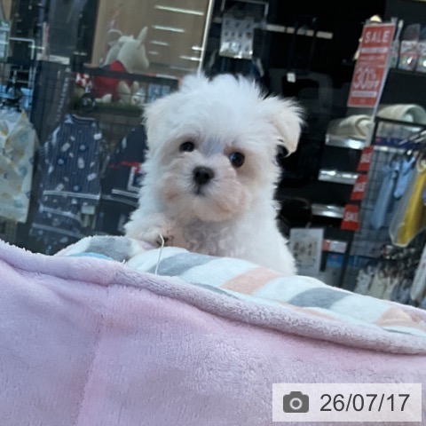 マルチーズの写真