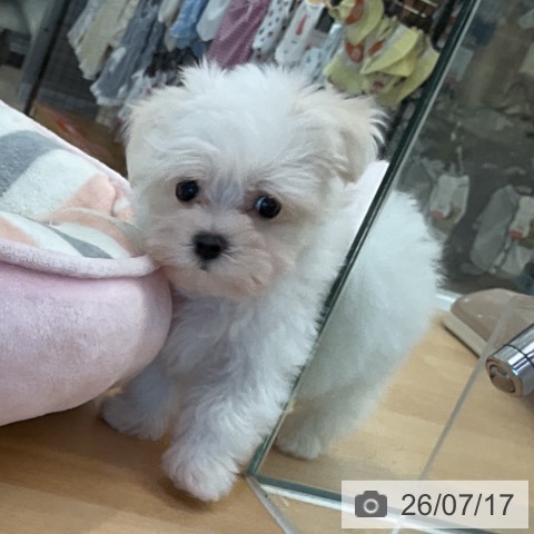 マルチーズの写真