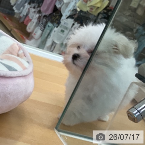 マルチーズの写真