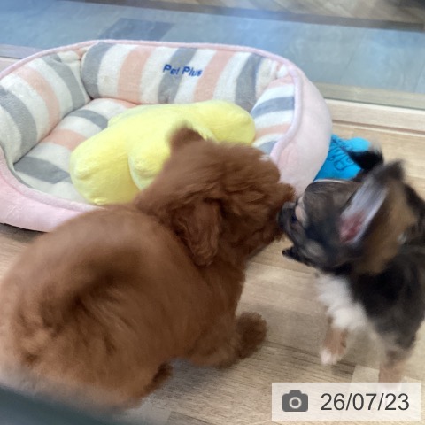 福岡県のトイプードル(トイ) (ペットプラス ららぽーと福岡店/2026年5月14日生まれ/男の子/レッドフォーン)の子犬の4枚目の画像