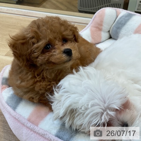 福岡県のトイプードル(トイ) (ペットプラス ららぽーと福岡店/2026年5月14日生まれ/女の子/レッドフォーン)の子犬の4枚目の画像