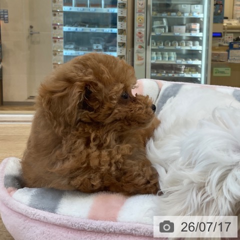 福岡県のトイプードル(トイ) (ペットプラス ららぽーと福岡店/2026年5月14日生まれ/女の子/レッドフォーン)の子犬の3枚目の画像