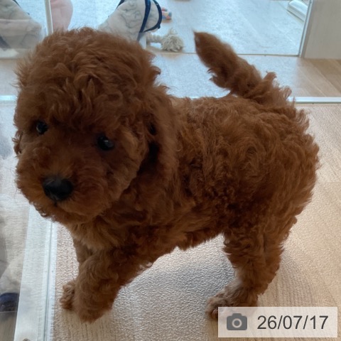福岡県のトイプードル(トイ) (ペットプラス ららぽーと福岡店/2026年5月15日生まれ/男の子/レッド)の子犬の4枚目の画像