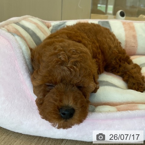福岡県のトイプードル(トイ) (ペットプラス ららぽーと福岡店/2026年5月15日生まれ/男の子/レッド)の子犬の3枚目の画像