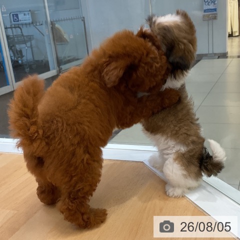 福岡県のトイプードル(トイ) (ペットプラス 福岡店/2026年5月15日生まれ/女の子/レッド)の子犬の4枚目の画像