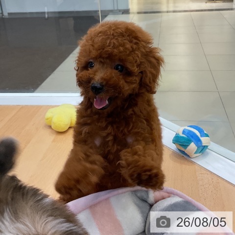 福岡県のトイプードル(トイ) (ペットプラス 福岡店/2026年5月15日生まれ/女の子/レッド)の子犬の3枚目の画像