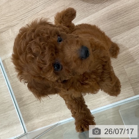 福岡県のトイプードル(トイ) (ペットプラス 八幡東店/2026年5月15日生まれ/女の子/レッド)の子犬の4枚目の画像
