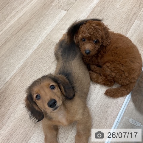 福岡県のトイプードル(トイ) (ペットプラス 八幡東店/2026年5月15日生まれ/女の子/レッド)の子犬の3枚目の画像